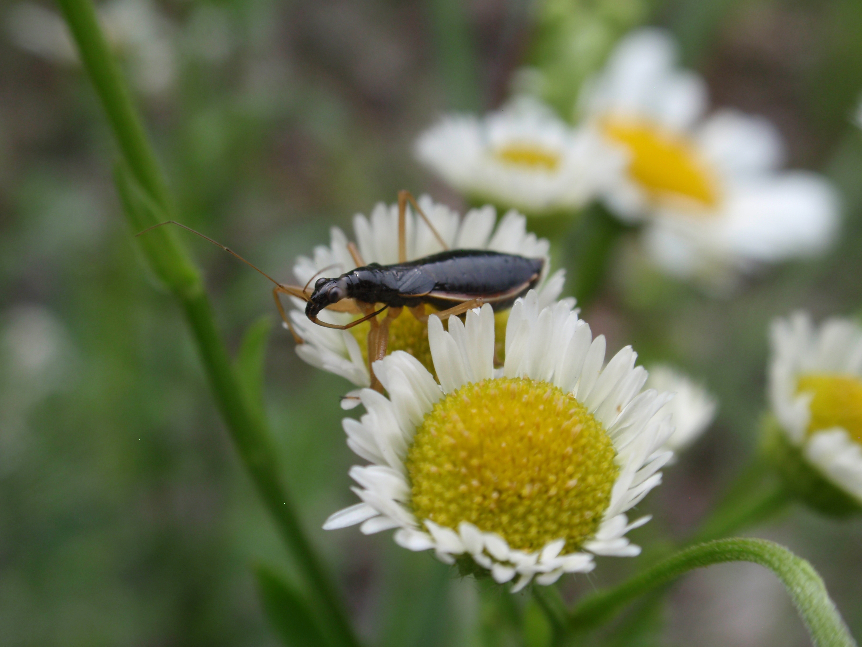 Nabis subcoleoptratus on a flower.